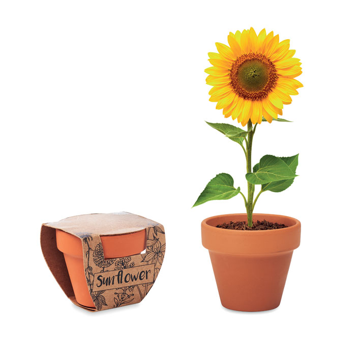 Sunflower terakota posuda sa sjemenkama suncokreta