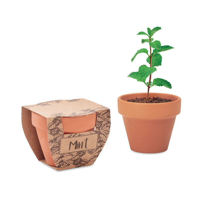 Mint Pot sjemenke mente u terakota posudi