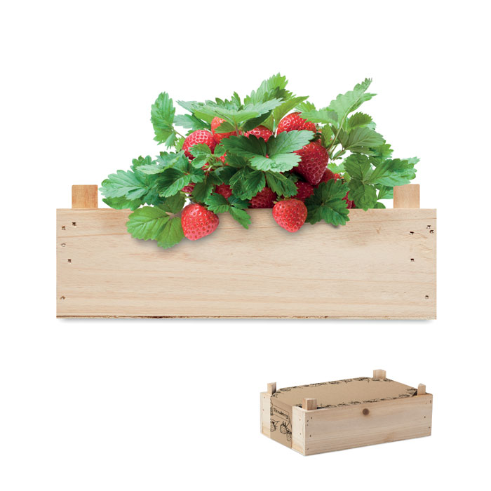 Strawberry set za uzgoj jagoda u drvenom sanduku