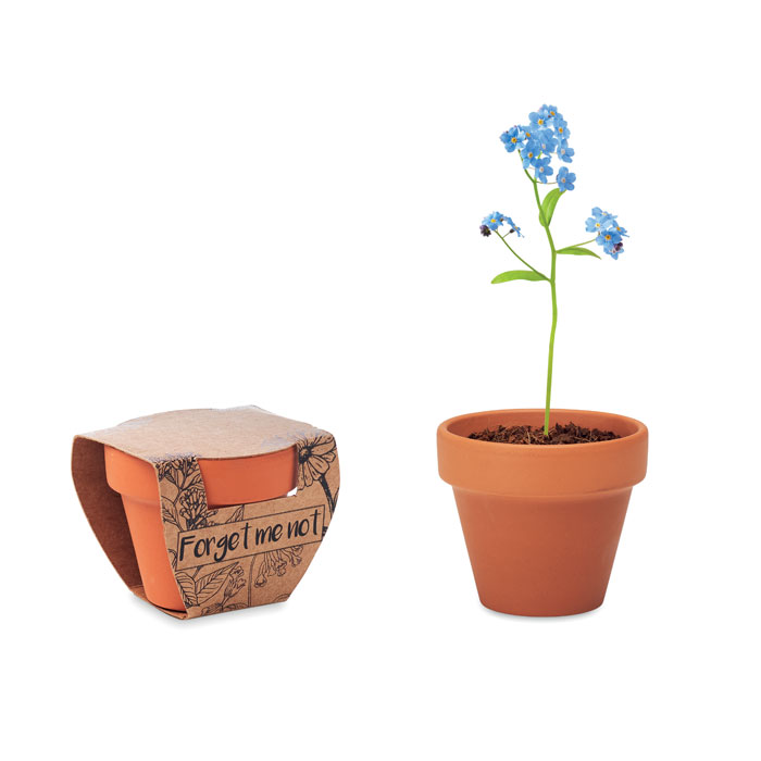 Forget Me Not terakota posuda sa sjemenkama potočnice